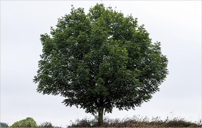 Image of an Elm Tree in an article drawing analogies with Dutch Elm Disease and the risks with IT systems that are too homogenous and recommending consideration of heterogeneous IT systems